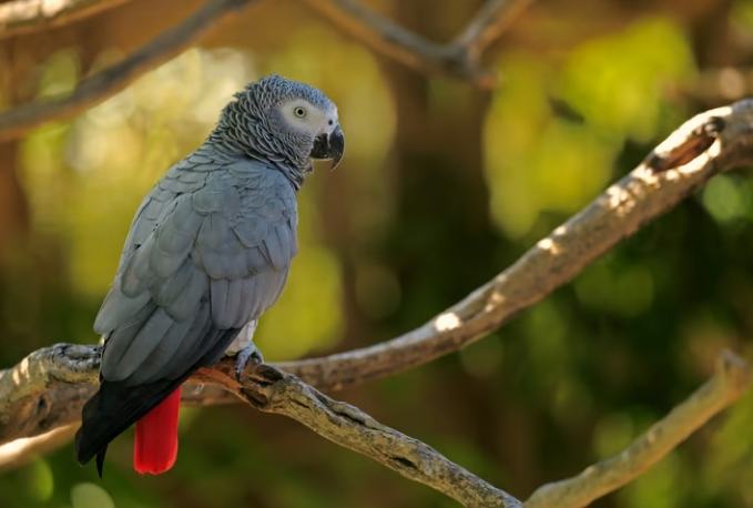 灰鸚鵡智能訓練 灰鸚鵡智能訓練