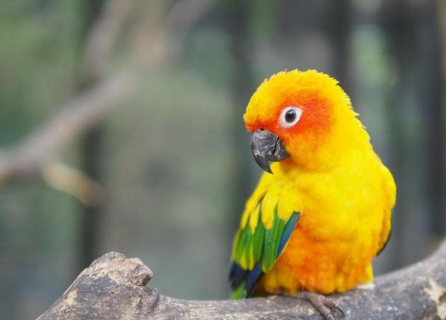 鸚鵡訓練方法 鸚鵡訓練方法