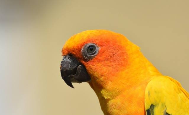 金太陽鸚鵡訓練方法 金太陽鸚鵡訓練方法