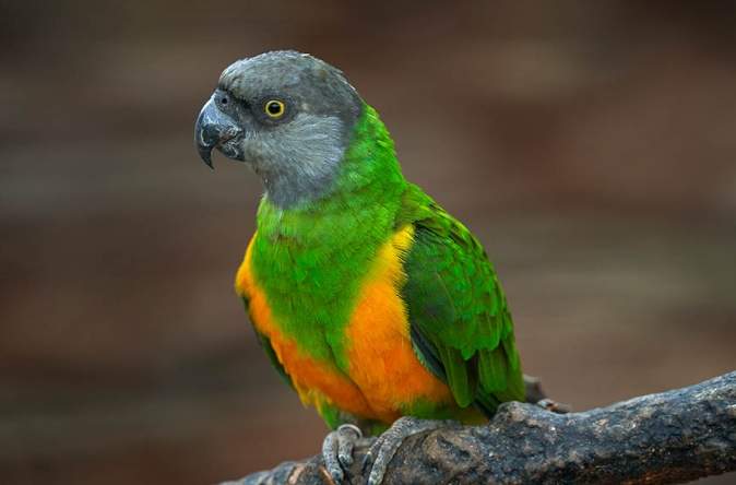 鸚鵡飼養難點 鸚鵡飼養難點