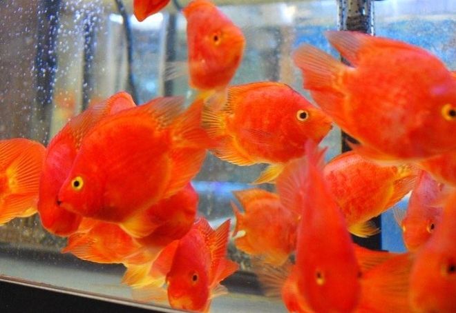 血鸚鵡選購指南 血鸚鵡選購指南