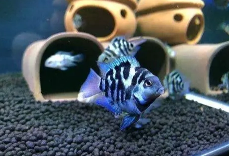 迷你鸚鵡魚顏色