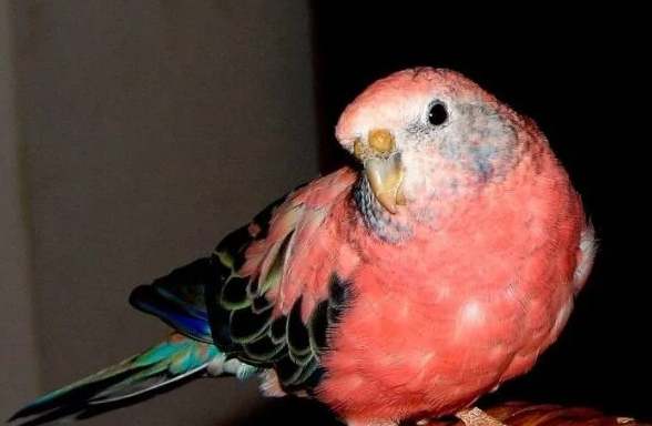 秋草鸚鵡飼養問題 秋草鸚鵡飼養問題