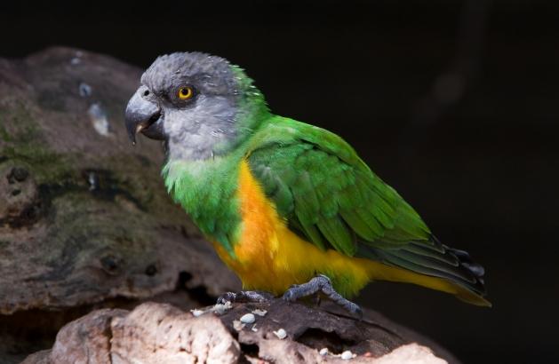 塞內加爾鸚鵡照顧 塞內加爾鸚鵡照顧