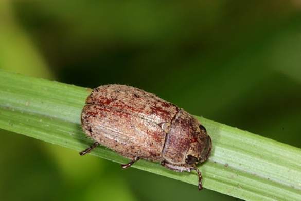 金龜平均壽命 金龜平均壽命