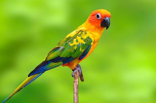 亞馬遜鸚鵡吵嗎 亞馬遜鸚鵡吵嗎