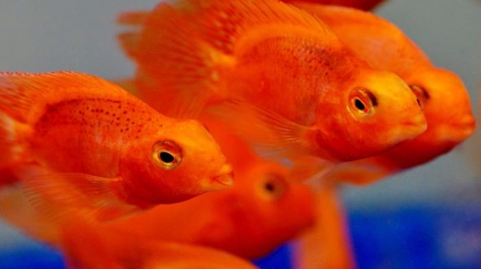 血鸚鵡飼養成本 血鸚鵡飼養成本