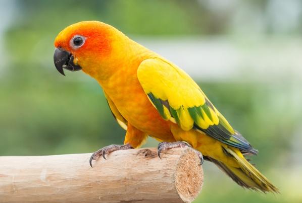 金太陽鸚鵡說話 金太陽鸚鵡說話