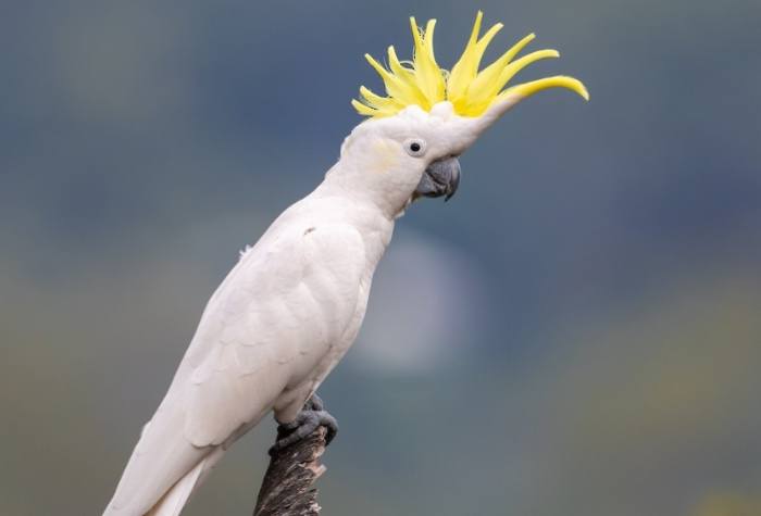 鸚鵡飼養技巧 鸚鵡飼養技巧