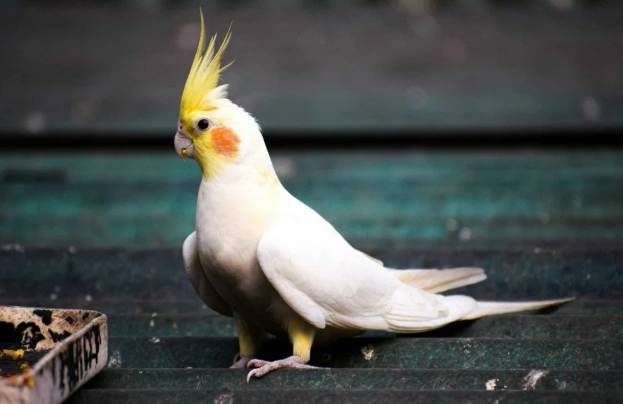 玄鳳很吵嗎 玄鳳很吵嗎