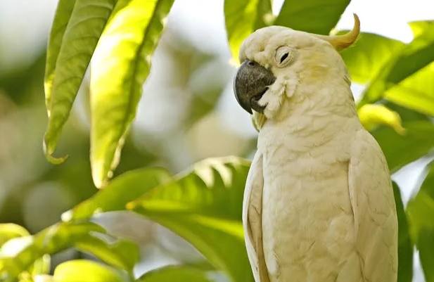 葵花鳳頭鸚鵡壽命 葵花鳳頭鸚鵡壽命