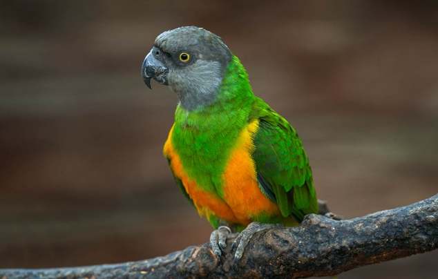 塞內加爾鸚鵡照顧 塞內加爾鸚鵡照顧