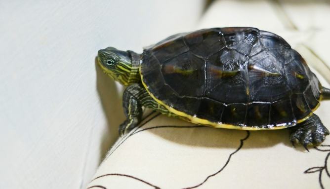 草龜飼養注意事項 草龜飼養注意事項