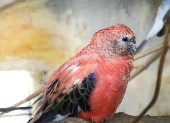 秋草鸚鵡訓練方法 秋草鸚鵡訓練方法