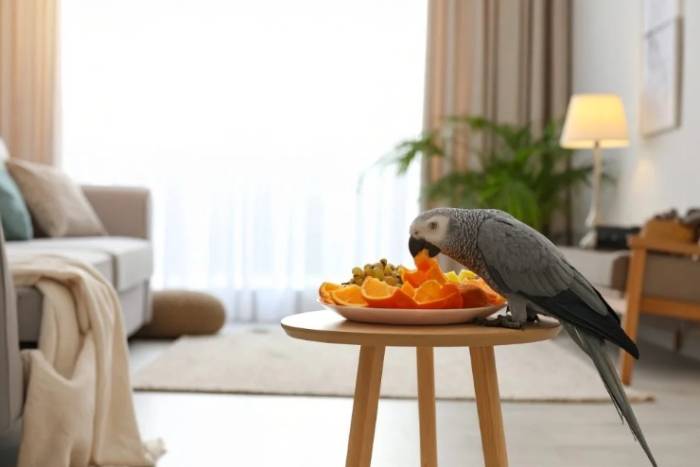 鸚鵡發情食物