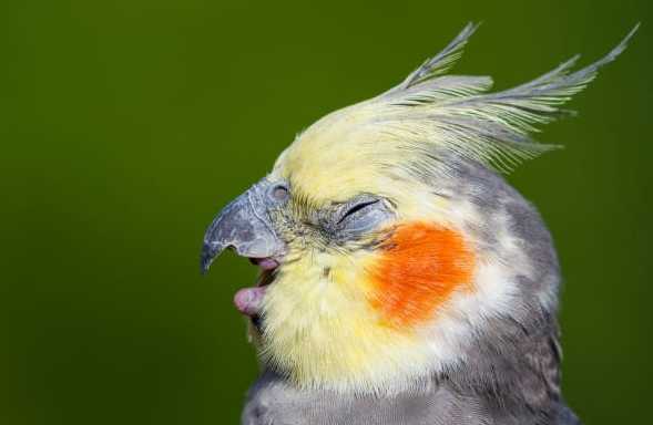雞尾鸚鵡學語 雞尾鸚鵡學語