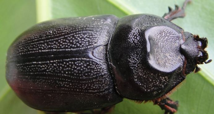 金龜飼養壽命 金龜飼養壽命