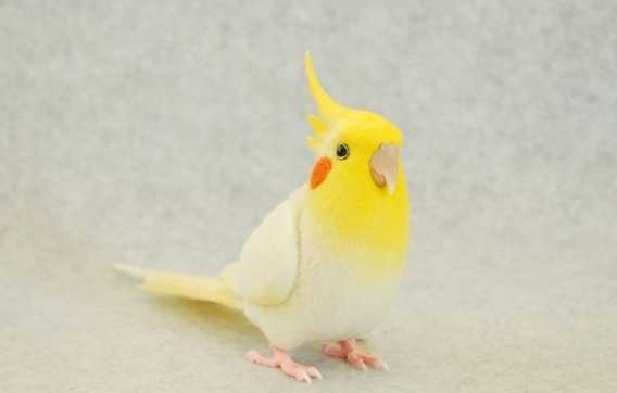 玄鳳鸚鵡飼養 玄鳳鸚鵡飼養