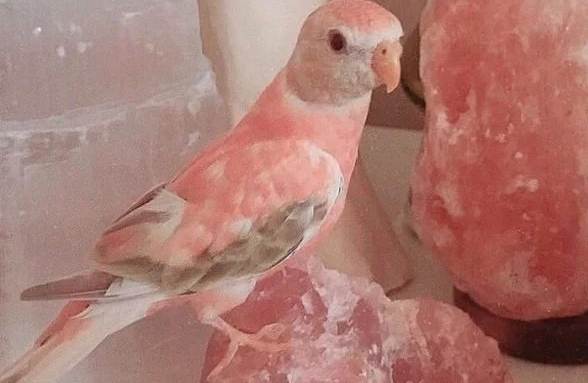 秋草鸚鵡負面特質 秋草鸚鵡負面特質