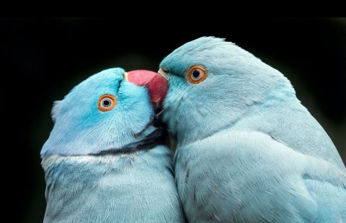 藍月輪鸚鵡購買指南 藍月輪鸚鵡購買指南