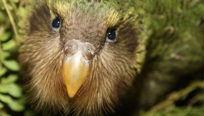 延长鴞鸚鵡寿命 延长鴞鸚鵡寿命