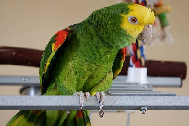 亞馬遜鸚鵡噪音 亞馬遜鸚鵡噪音