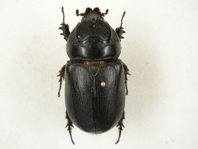 金龜飼養壽命 金龜飼養壽命