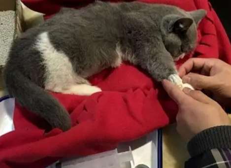 貓咪安樂死會痛嗎 貓咪安樂死會痛嗎