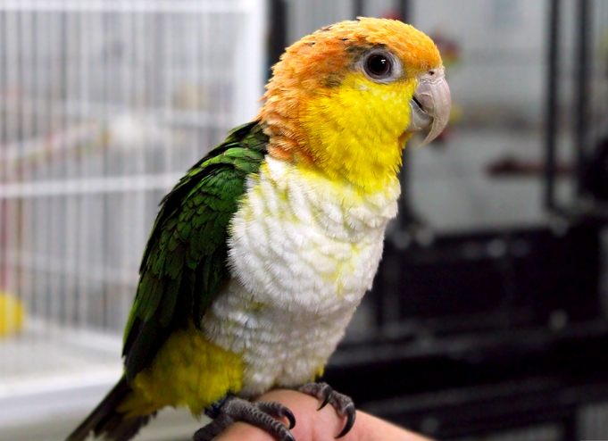 鸚鵡飼養難點 鸚鵡飼養難點