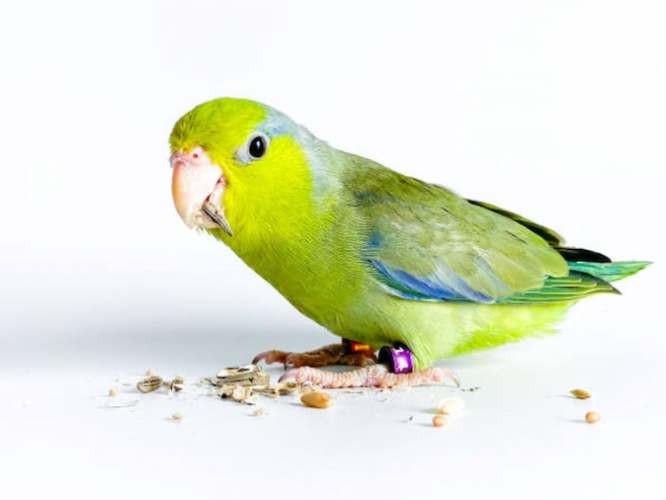 太平洋鸚鵡智商