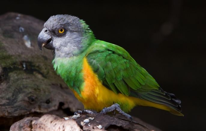 塞內加爾鸚鵡行為問題 塞內加爾鸚鵡行為問題