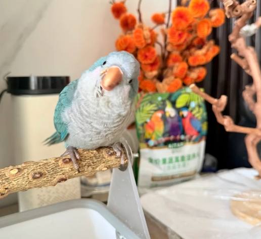 和尚鸚鵡價格台灣 和尚鸚鵡價格台灣