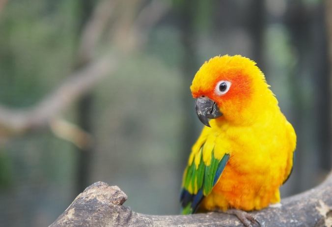 鸚鵡壽命因素 鸚鵡壽命因素