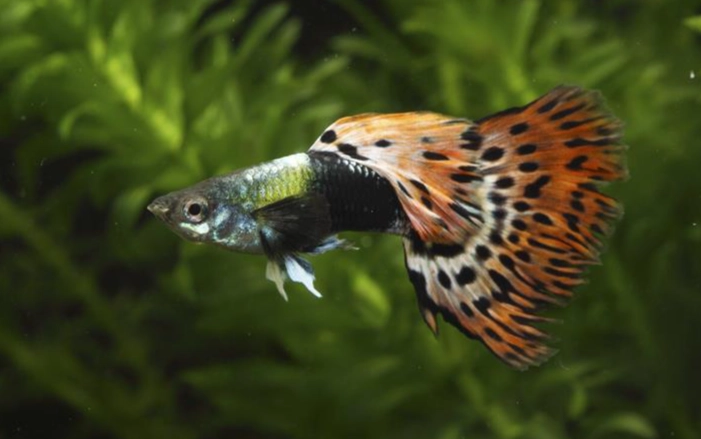 孔雀魚死掉怎麼處理