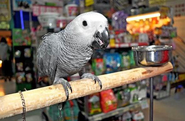 鸚鵡智商測試 鸚鵡智商測試