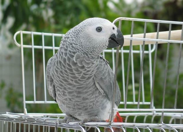 灰鸚鵡智能訓練 灰鸚鵡智能訓練