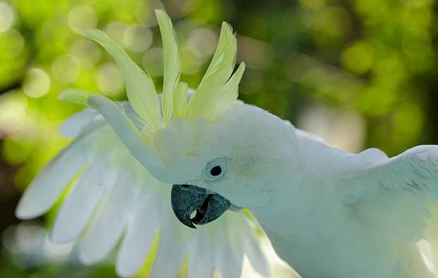 寵物鳥健康 寵物鳥健康