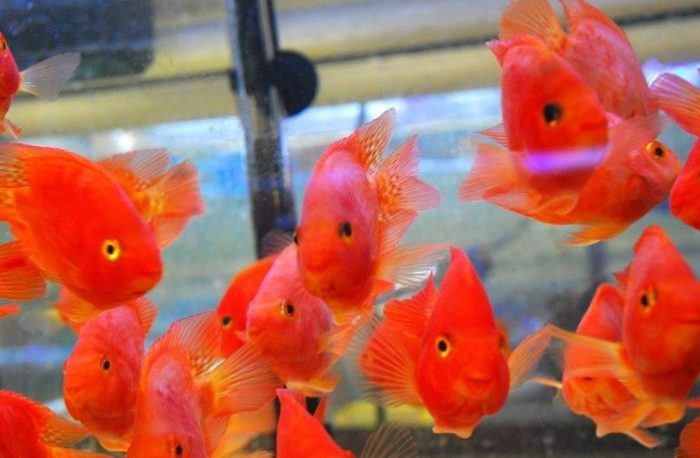 血鸚鵡飼養成本 血鸚鵡飼養成本