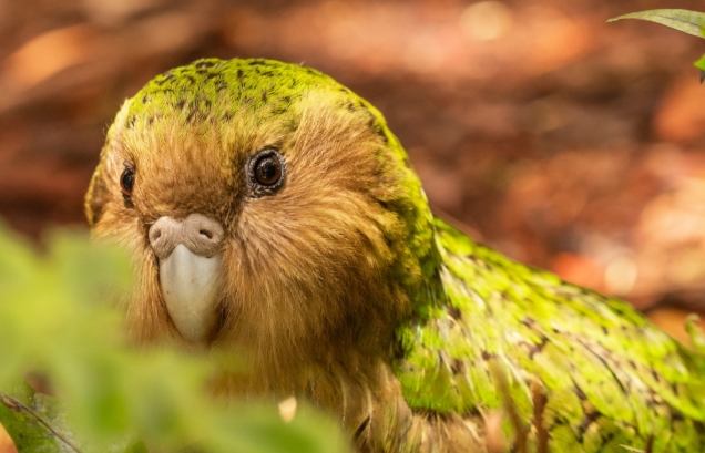 鴞鸚鵡寿命因素 鴞鸚鵡寿命因素