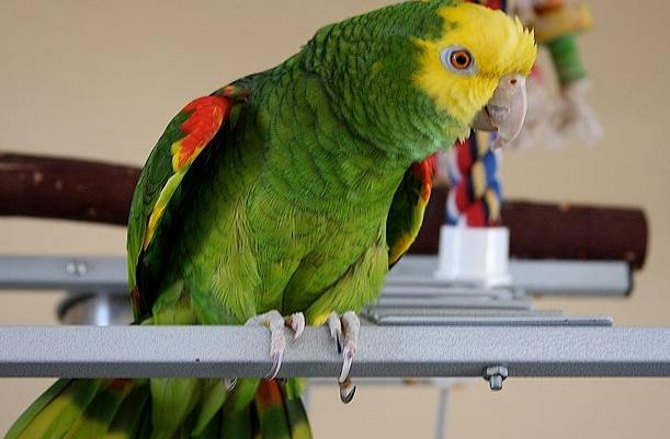 亞馬遜鸚鵡飼養指南 亞馬遜鸚鵡飼養指南