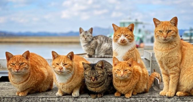 貓咪後腳無力怎麼辦