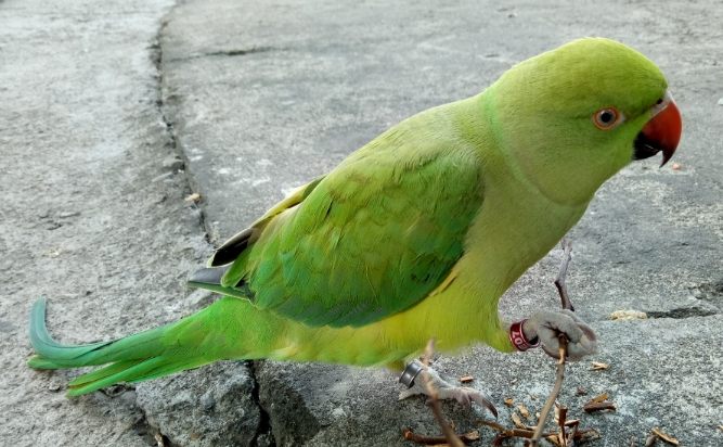 月輪鸚鵡訓練技巧