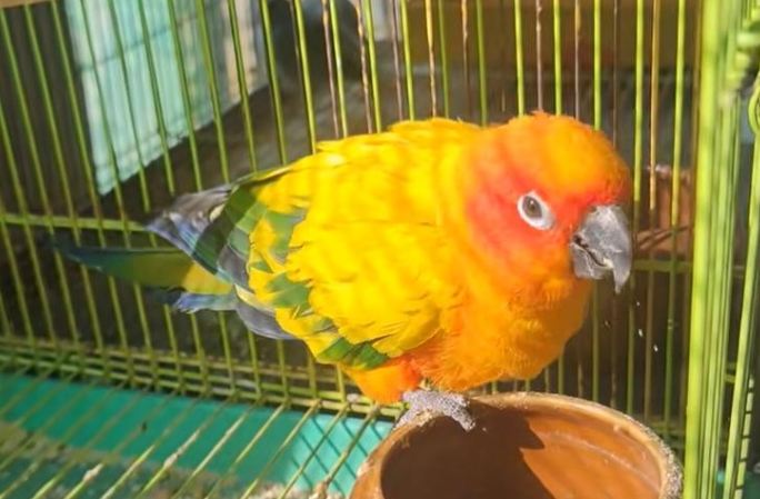 金太陽鸚鵡飼養 金太陽鸚鵡飼養