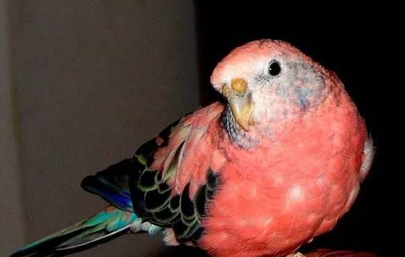 秋草鸚鵡飼養 秋草鸚鵡飼養