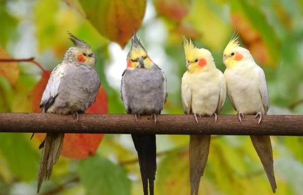 雞尾鸚鵡照顧 雞尾鸚鵡照顧