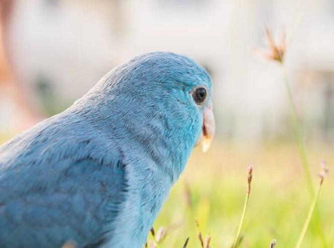鸚鵡可以吃肉嗎