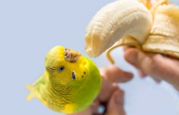 鸚鵡飲食 鸚鵡飲食