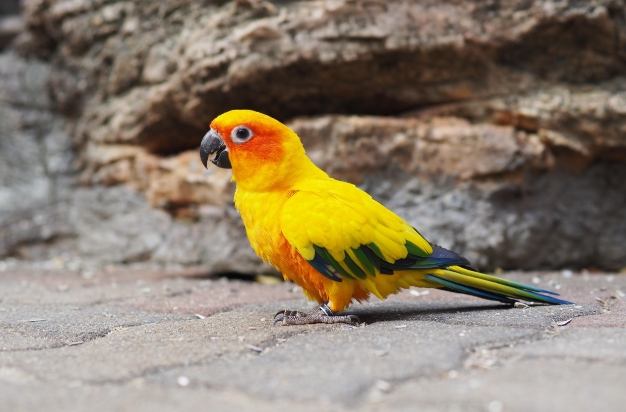 金太陽鸚鵡說話 金太陽鸚鵡說話