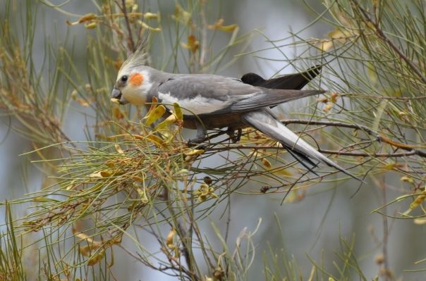 雞尾鸚鵡照顧 雞尾鸚鵡照顧