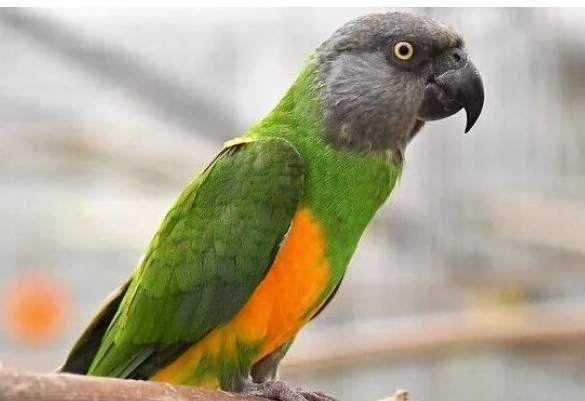 鸚鵡壽命因素 鸚鵡壽命因素